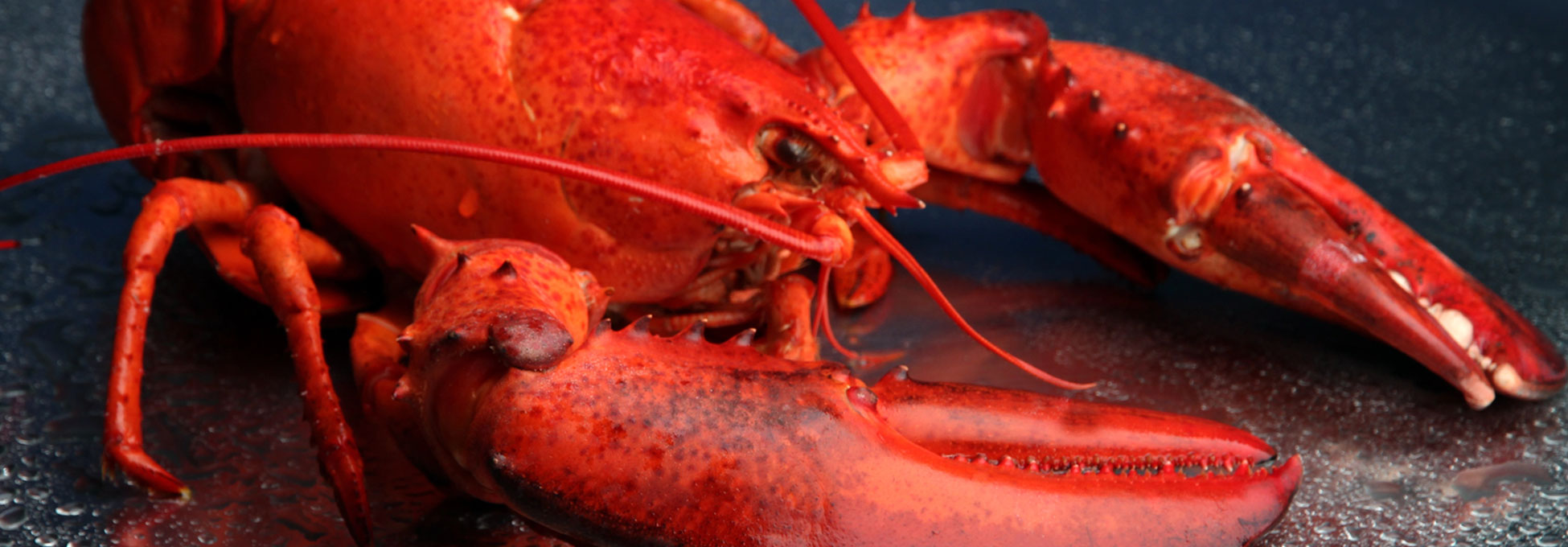 trigs-homepg-ecomm-banner-fathers-day-live-lobster.jpg