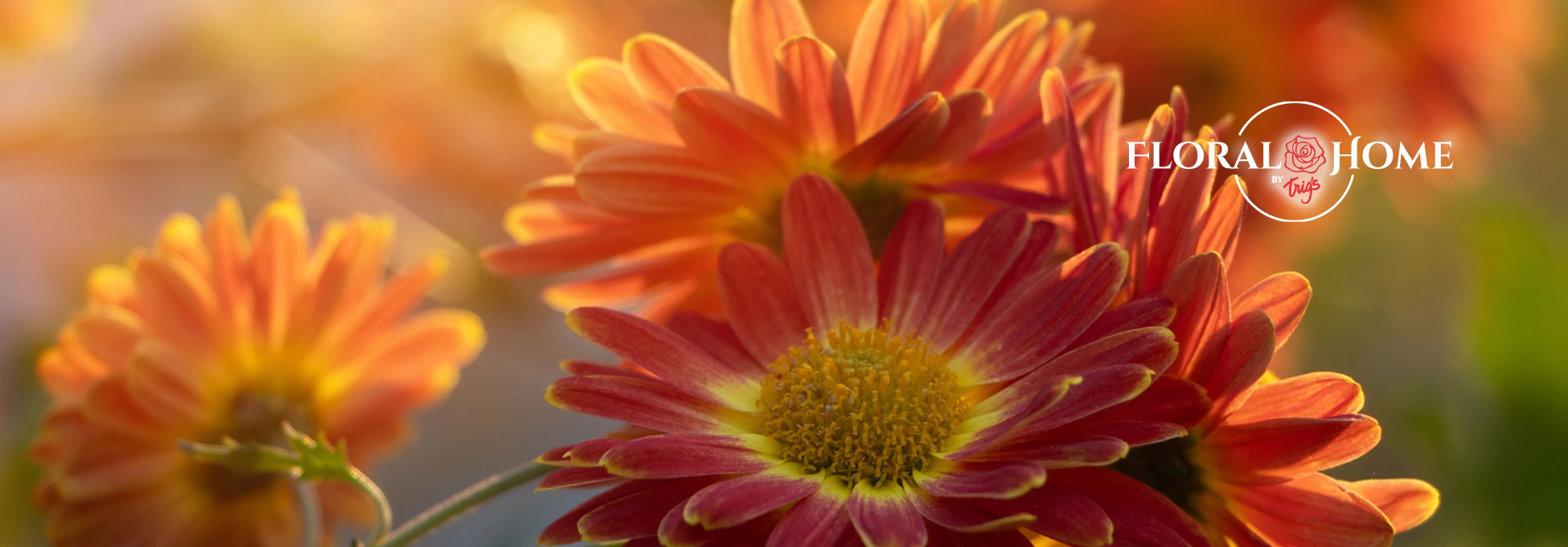 trigs-homepg-banner-floral-order.jpg
