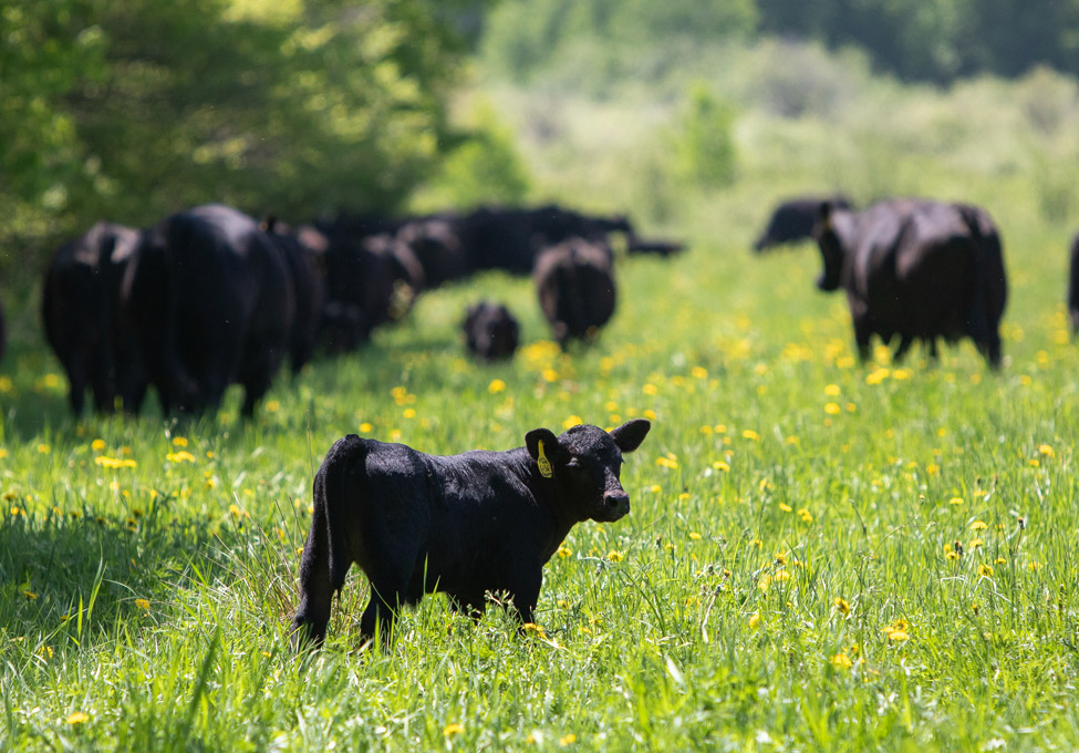 Image of young black angus cattle on hallstrand ranch