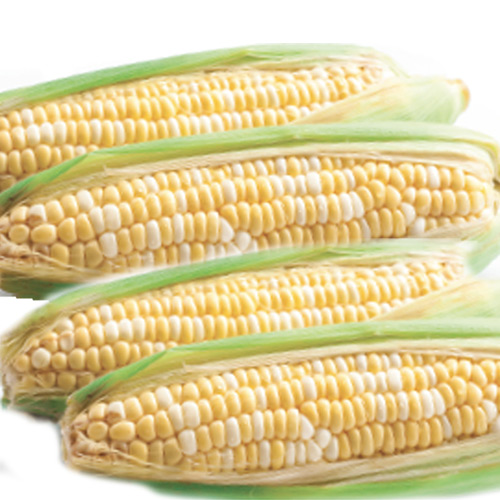 Locally Grown Bi-Color Sweet Corn 3/$1