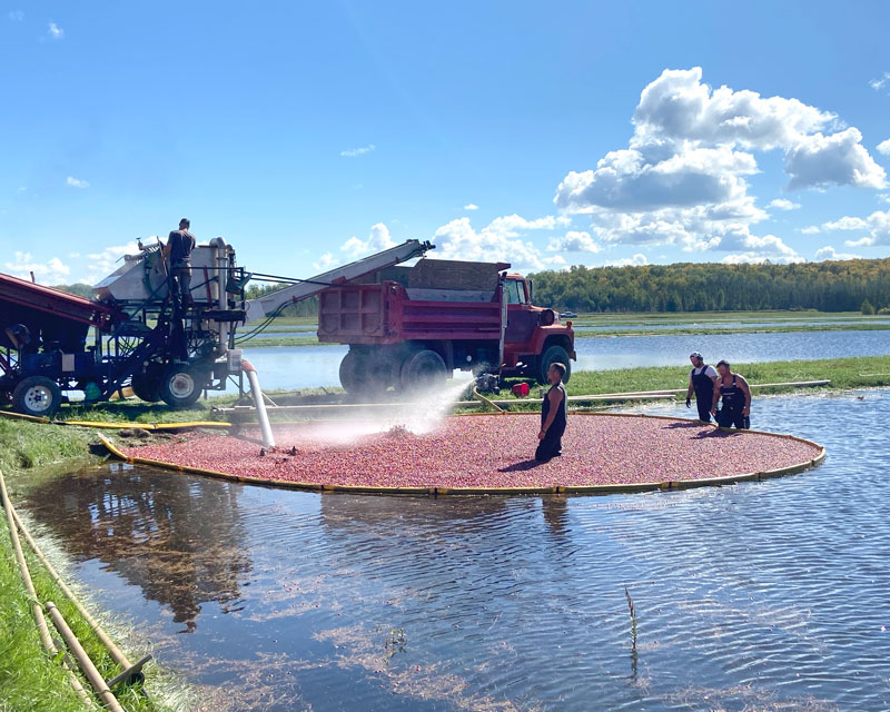 Image of Lake Nokomis Cranberry Harvest in process 2025