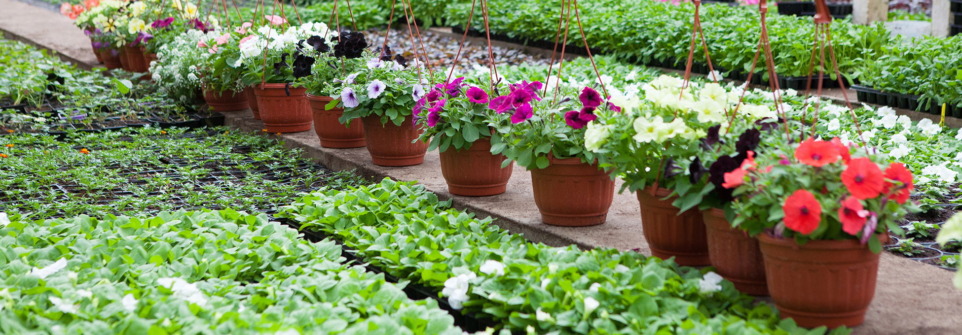 trigs-homepg-banner-1950xx680-bedding-plant-sale.jpg