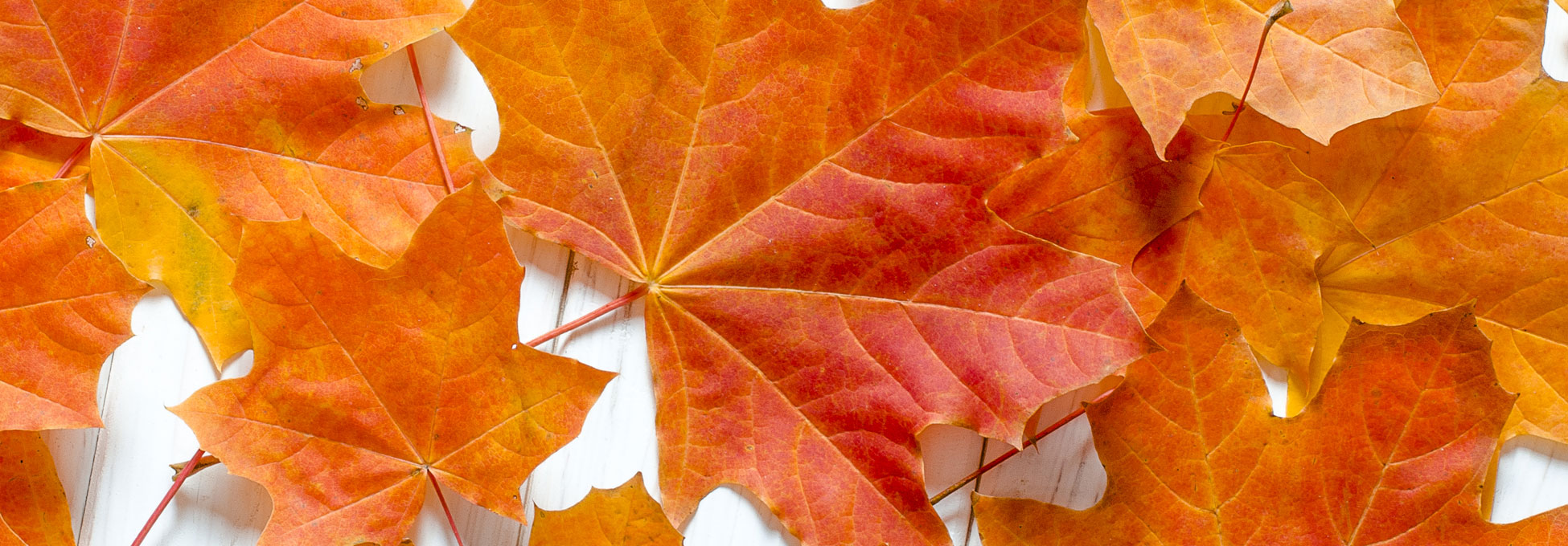 trigs-homepg-Fall-leaves.jpg
